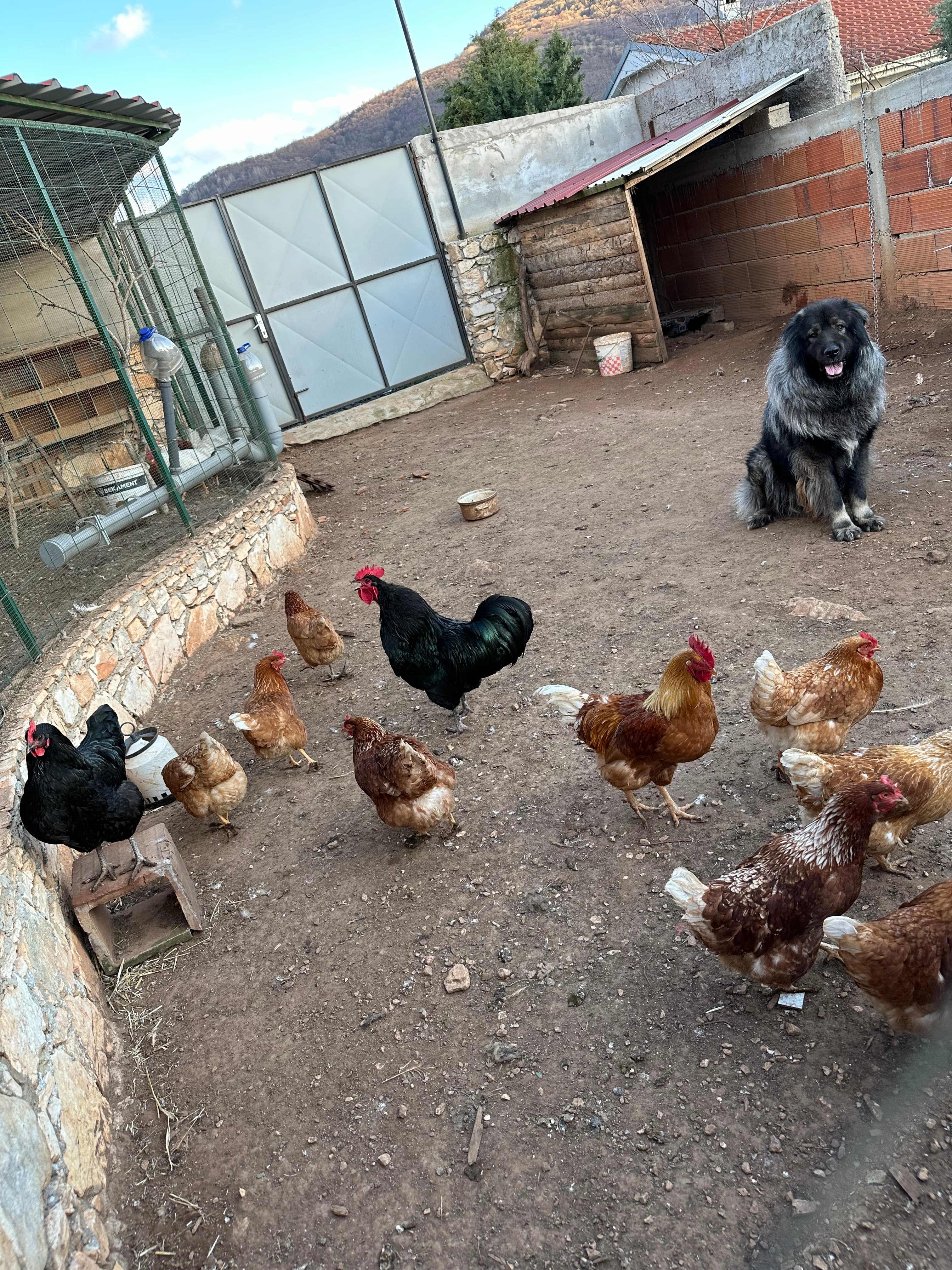 Free-roaming chickens in a mountain village